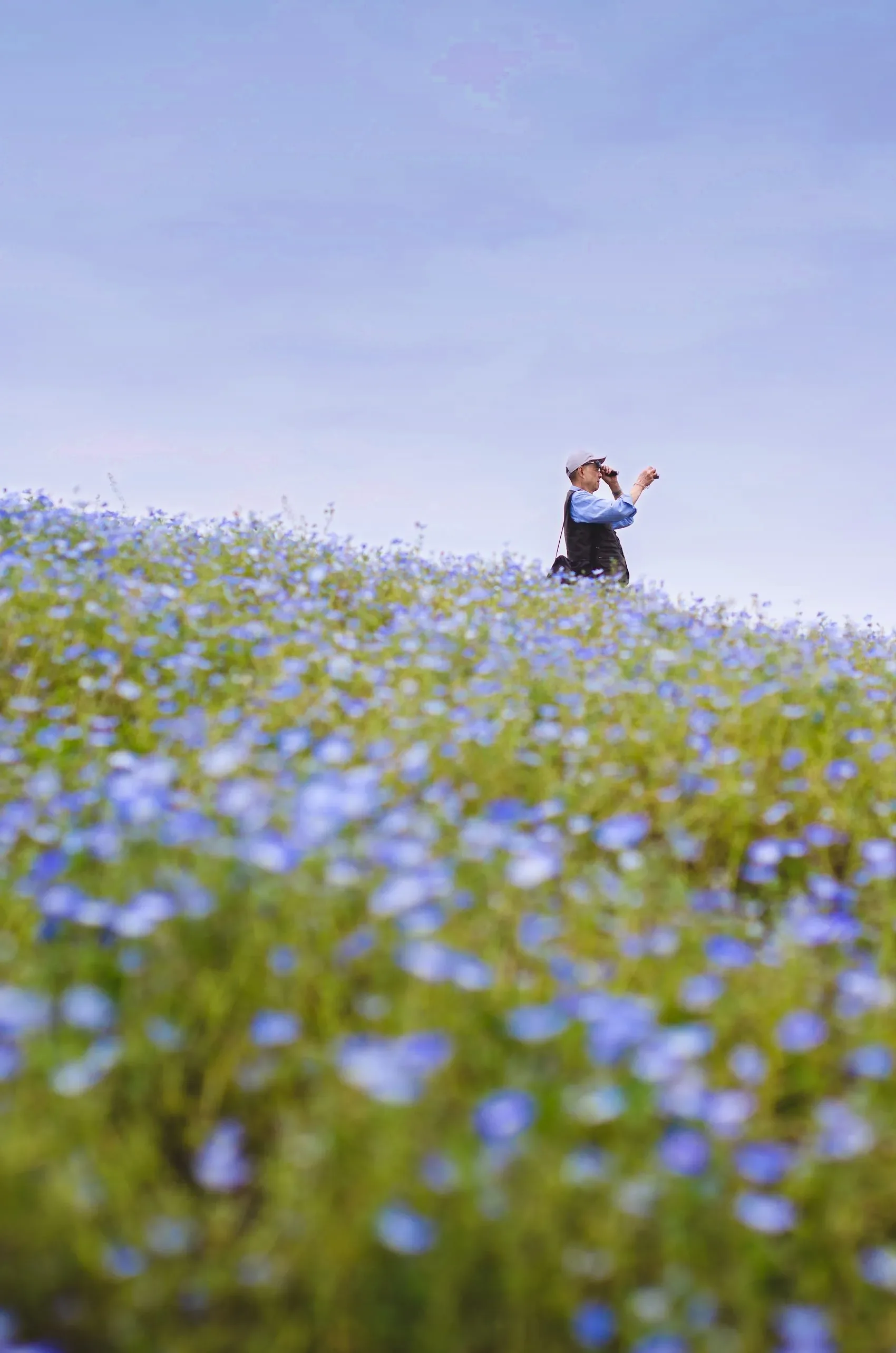 A visitor photographing a hillside blanketed in blue nemophila flowers